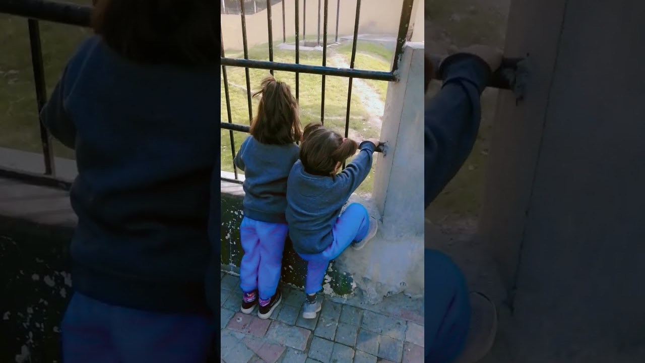Watch Bear 🐻 in zoo lahor #funny #gift on YouTube Watch Bear 🐻 in zoo lahor #funny #gift on YouTube
