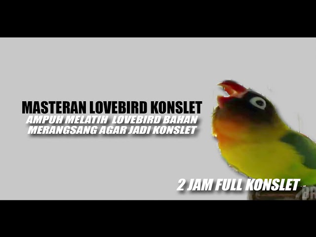 MASTERAN MERANGSANG LOVEBIRD KONSLET class=