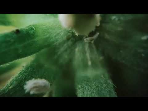 Wideo: Choroby Jałowca (19 Zdjęć): Dlaczego Igły żółkną I Wysychają Od Dołu I Co Robić? Jak Uratować Roślinę Na Wiosnę Przed Wełnowcem?
