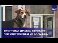 Фронтовая дружба. В Ереване пес ждет хозяина из больницы