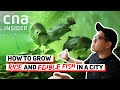 Urban Vertical Farming: Growing Rice And Fish In A CIty Like Singapore