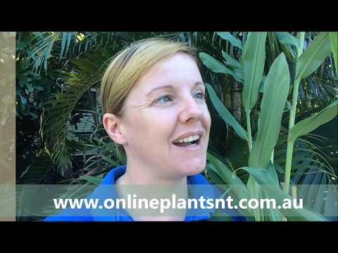 Video: Butterfly Ginger Lily Care - Gojenje ingverjevih lilij Hedychium