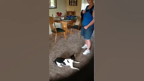 Rat terrier Keegan playing dead