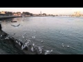 Lovely doves at Dubai Creek.