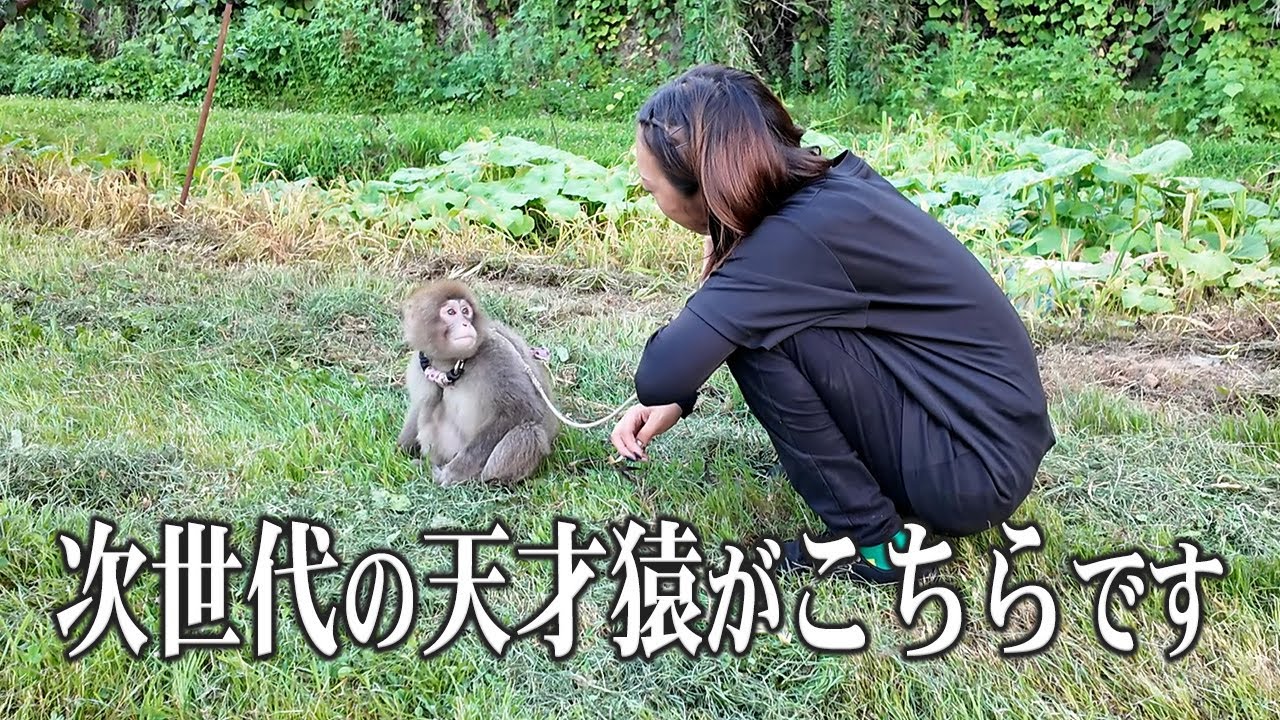 新人】次世代の天才猿のトレーニングが凄すぎた - YouTube