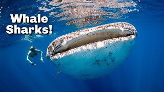 Swimming With Whale Sharks in Isla Holbox, Mexico