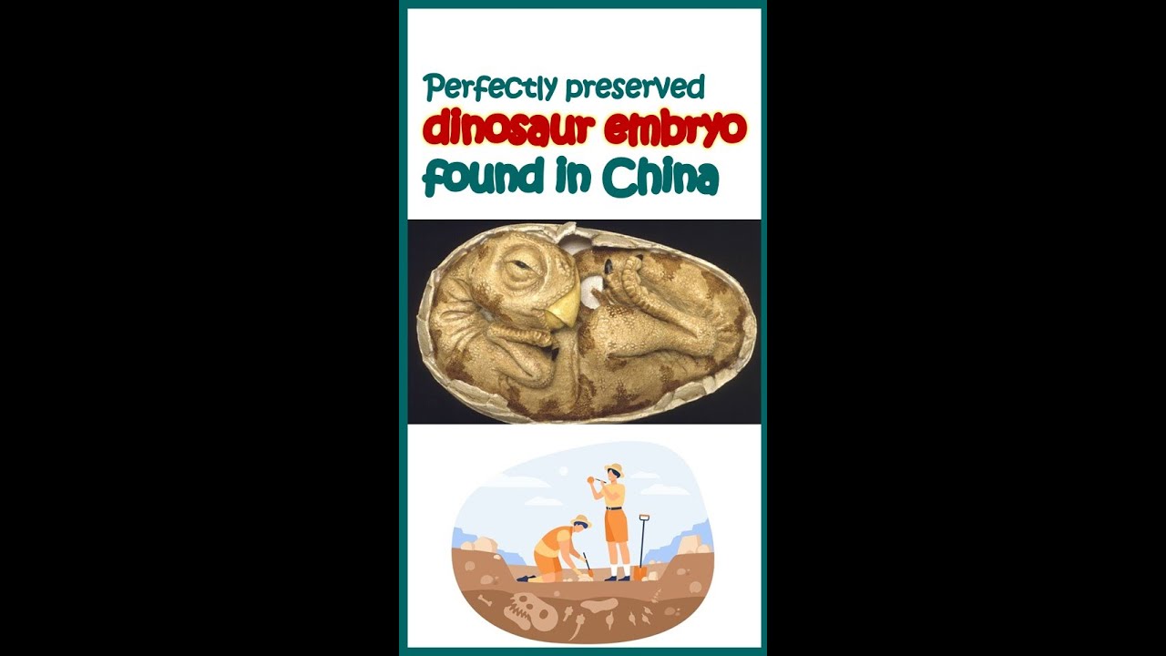 Dinosaur embryo