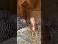 Broody hen angry after seeing a baby chick 😅 #angry  #chicken #babyanimals #animallover #fyp