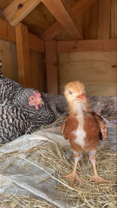 Broody hen angry after seeing a baby chick 😅 #angry  #chicken #babyanimals #animallover #fyp
