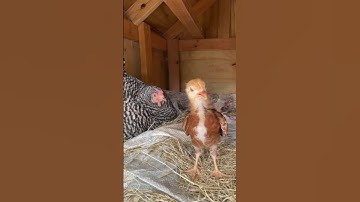 Broody hen angry after seeing a baby chick 😅 #angry  #chicken #babyanimals #animallover #fyp