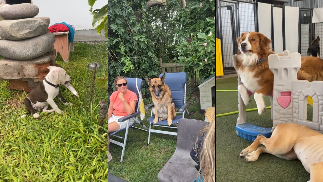 The dog that came with no instructions