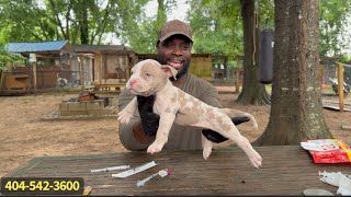 Merle American Bully Puppies! 🥰🥰❤️