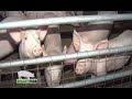 A Full Pig Farming Guide for Beginners - Smart Pigs Part 1