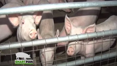 A Full Pig Farming Guide for Beginners - Smart Pigs Part 1