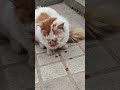 可怜的猫咪，我要怎么去帮助它？😭🐱流浪猫