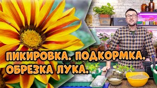 Когда пересаживать перцы и баклажаны? Нужно ли стричь рассаду лука? Календарь дачных работ