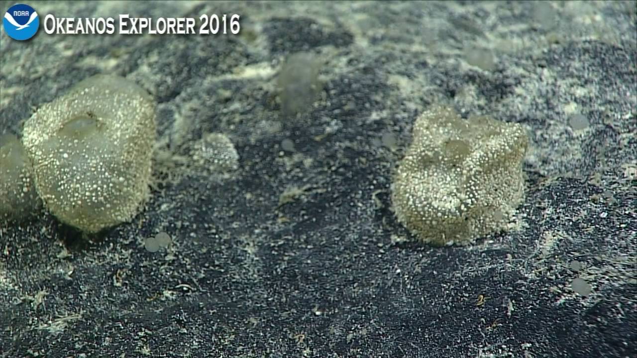 Okeanos Explorer Video Bite: ROV Deep Discoverer Update: Never-Before-Seen Tunicate!