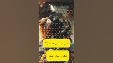 "وَأَوْحَى رَبُّكَ إِلَى النَّحْلِ  | سورة النحل بصوت مؤثر يريح القلب"