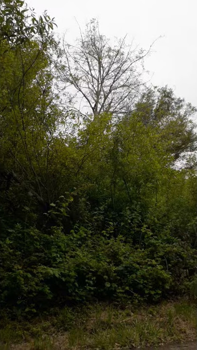 Swainsons Thrush birds calling