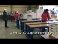イチゴ集荷の様子を大公開！ベッキーと取材してきました！
