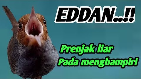 Prenjak ngacor narung mencari lawan || pikat prenjak kepala merah