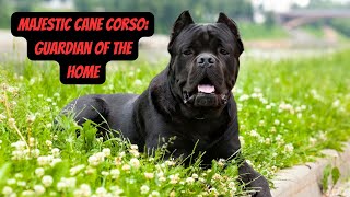 The Majestic Cane Corso | A Breed Overview