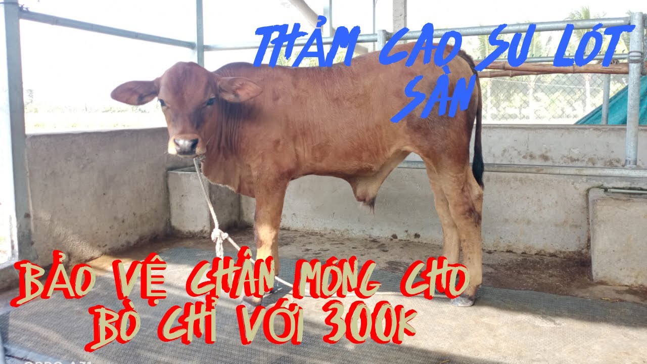 Thảm Cao Su Lót Chuồng Bò | Tấm Lót Sàn Cao Su #NgôTânFarm