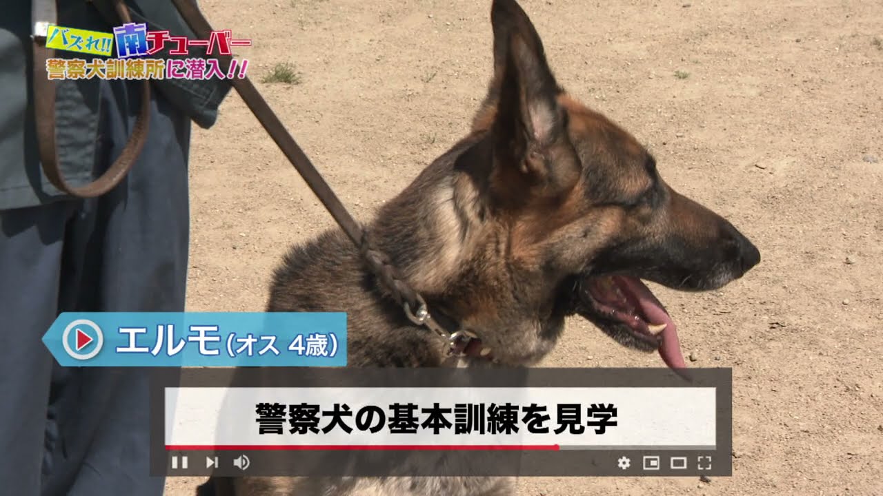警察犬訓練所に潜入！【バズれ！南チューバー】
