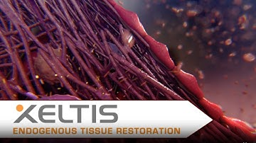 Our Success Stories: Xeltis – HeartRestore