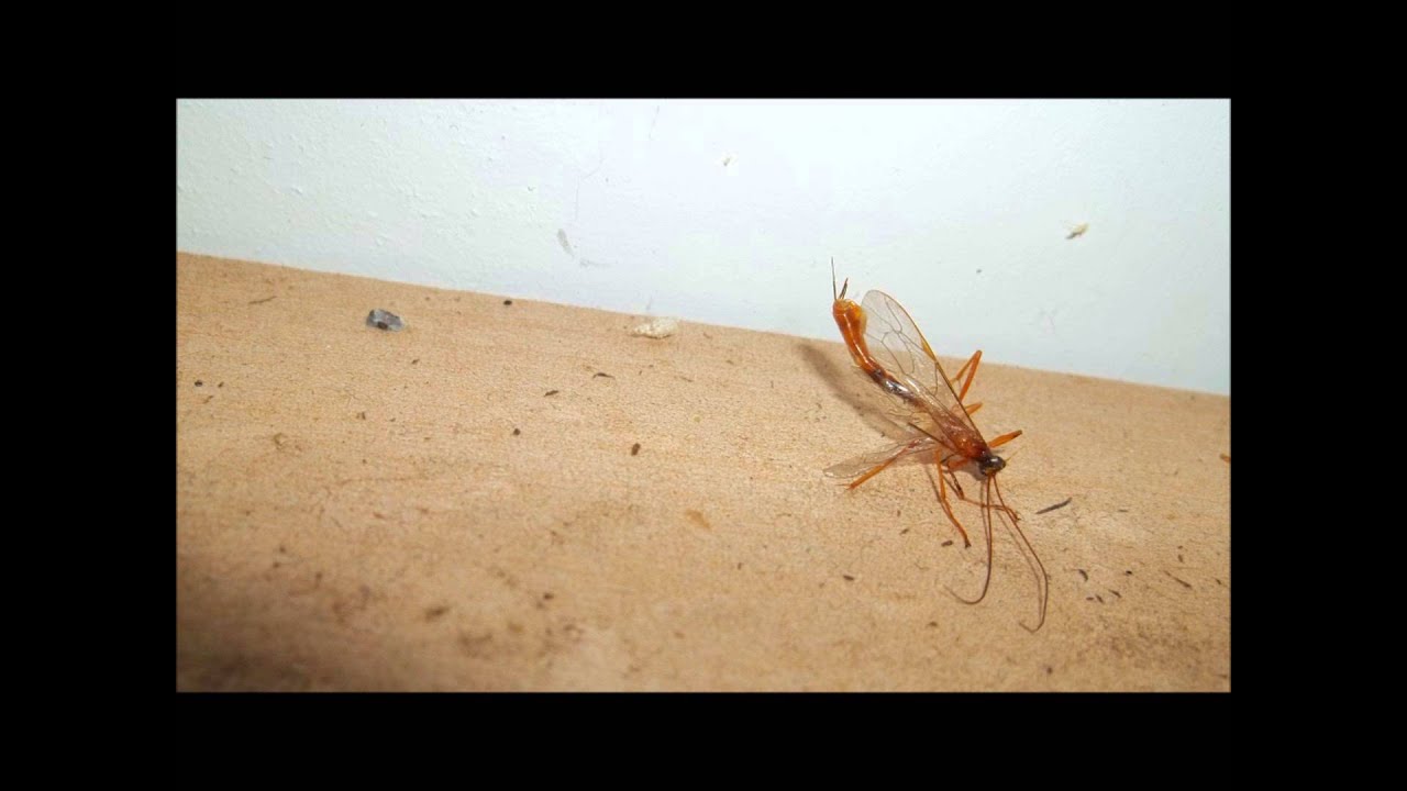 WEIRD LOOKING INSECT WITH STINGER - YouTube