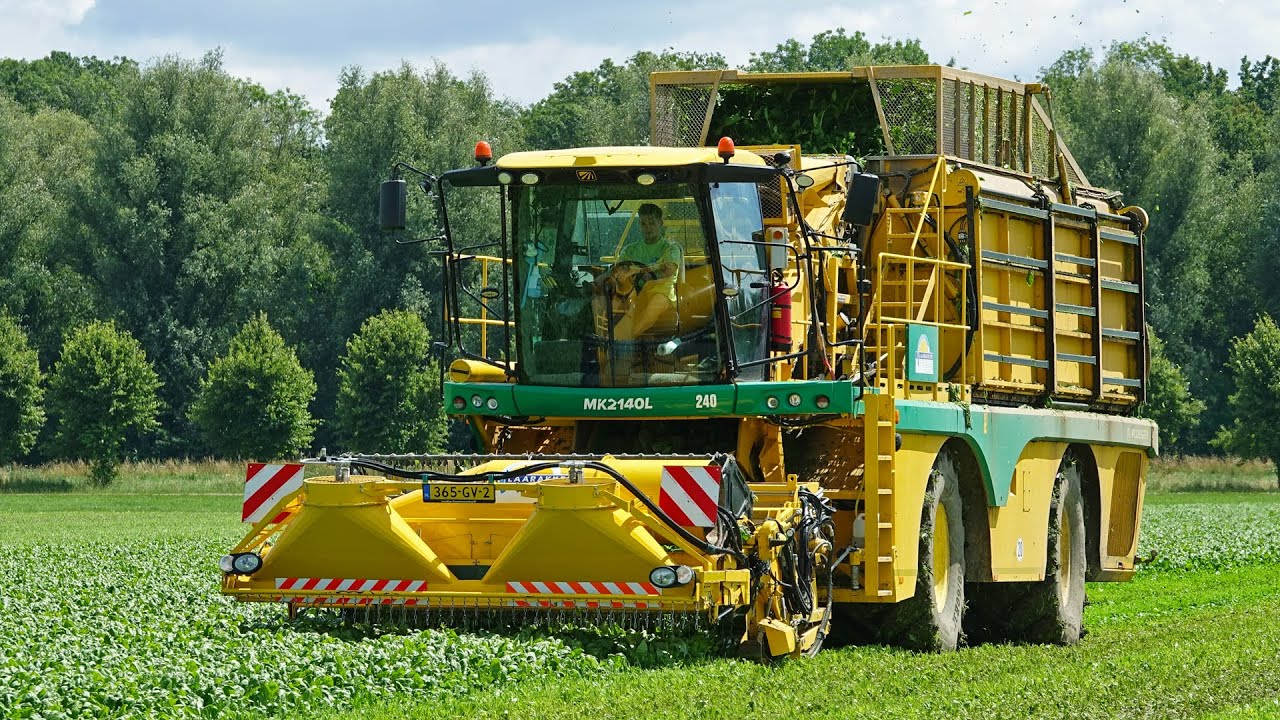 Harvesting Spinach | Ploeger MK2140L | Breure De Waard | 2025