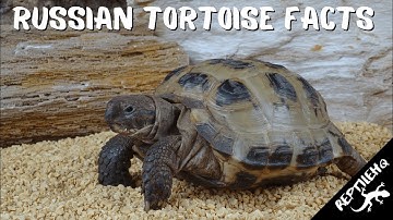 Everything You Need To Know About Russian Tortoises!