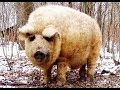 Венгерская мангалица