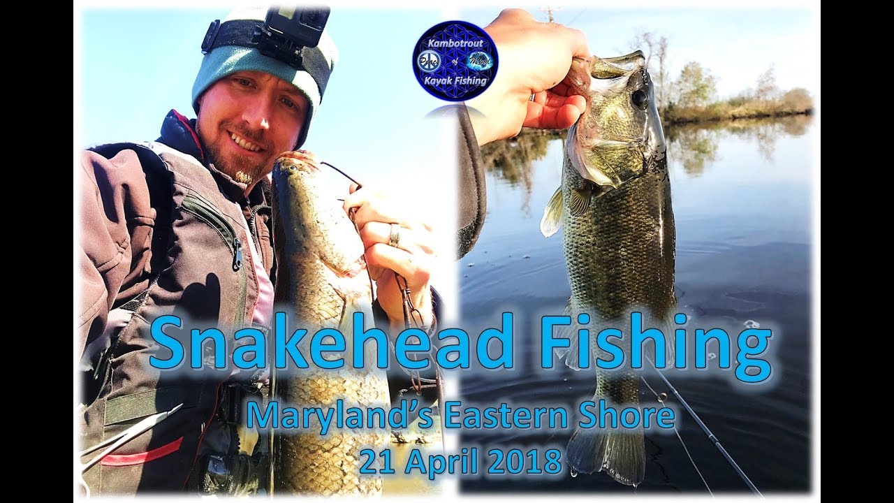 Snakehead Fishing Maryland’s Eastern Shore 22 Apr 2018 - YouTube