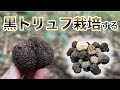 拾ったトリュフでトリュフ栽培を始めてみた