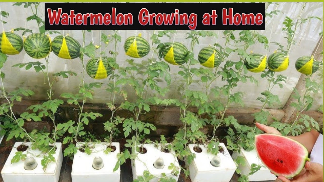 Growing watermelon hanging hammock for beginners, Fruit is big and