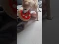 Arctic dog #shorts #english #funnymoments #doglife