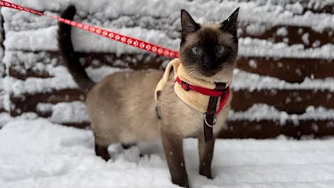 Watch the video about Millie the Siamese Meeting snow ⛄️ for first time (7 months old) ❄️🐈‍⬛