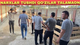 TRENTCHI BOLA TRENTGA CHIQDI YANA FURADA QO‘ZILAR KELISHNI BOSHLADI