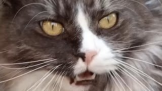 Cat meows compilation #12