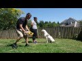 How to add distraction-dog training How to add distraction-dog training