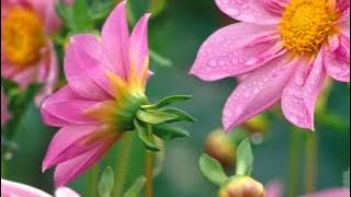 Kevin Kern - The Enchanted Garden