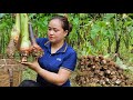 Harvesting Taro in farm goes market sell - Cooking pig food - Lý Thị Ca