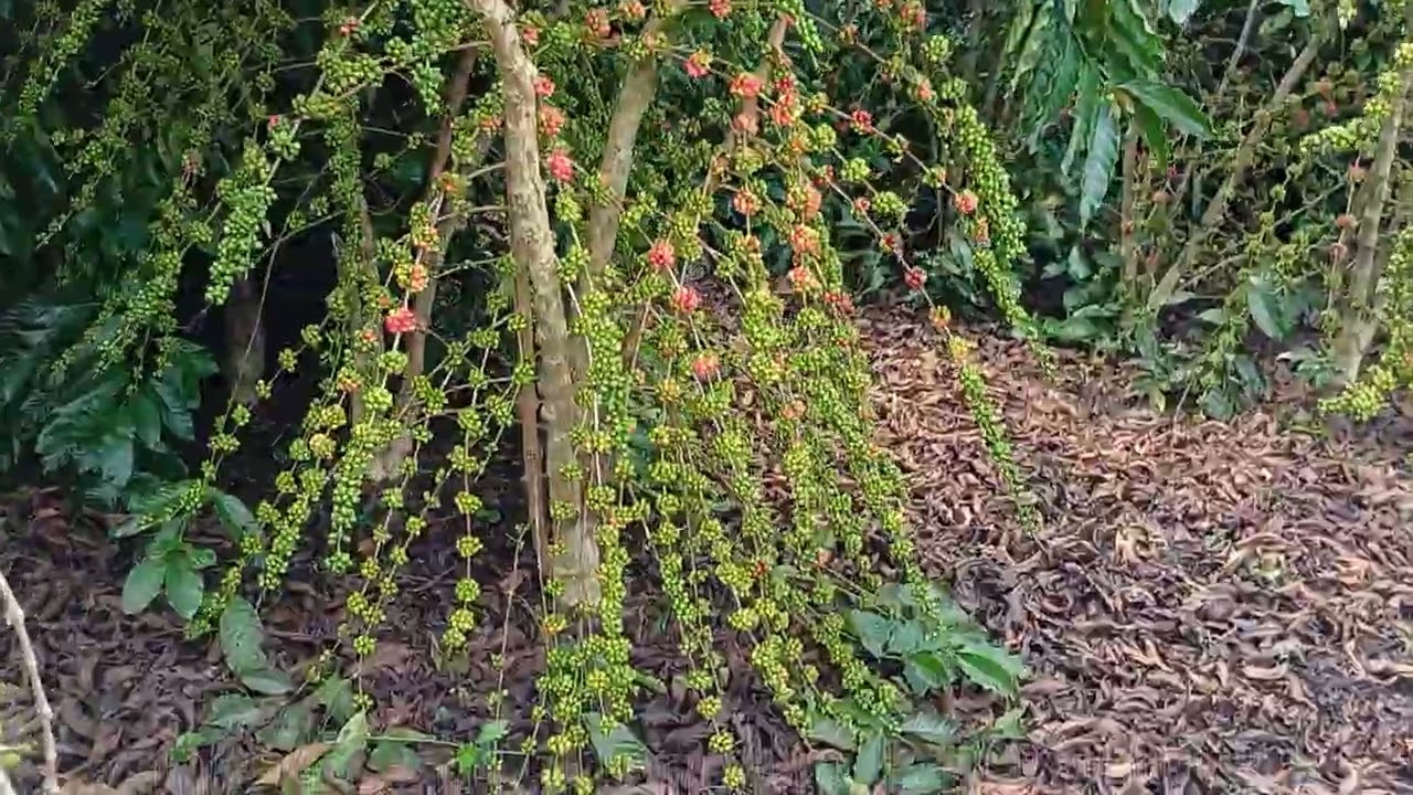 Café clonal robusta amazônico de Rondônia, comparação, AS2, 25, 08