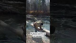 Верховья горной реки всегда манят рыбака! #трофейныйтаймень#огромнаярыба#рыбаки#горнаярека