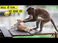 देखिये बंदर कैसे चुपके से मज़े ले जाते है | Funny Monkey Videos | Monkey Comedy | Intelligent Monkey