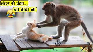 देखिये बंदर कैसे चुपके से मज़े ले जाते है | Funny Monkey Videos | Monkey Comedy | Intelligent Monkey