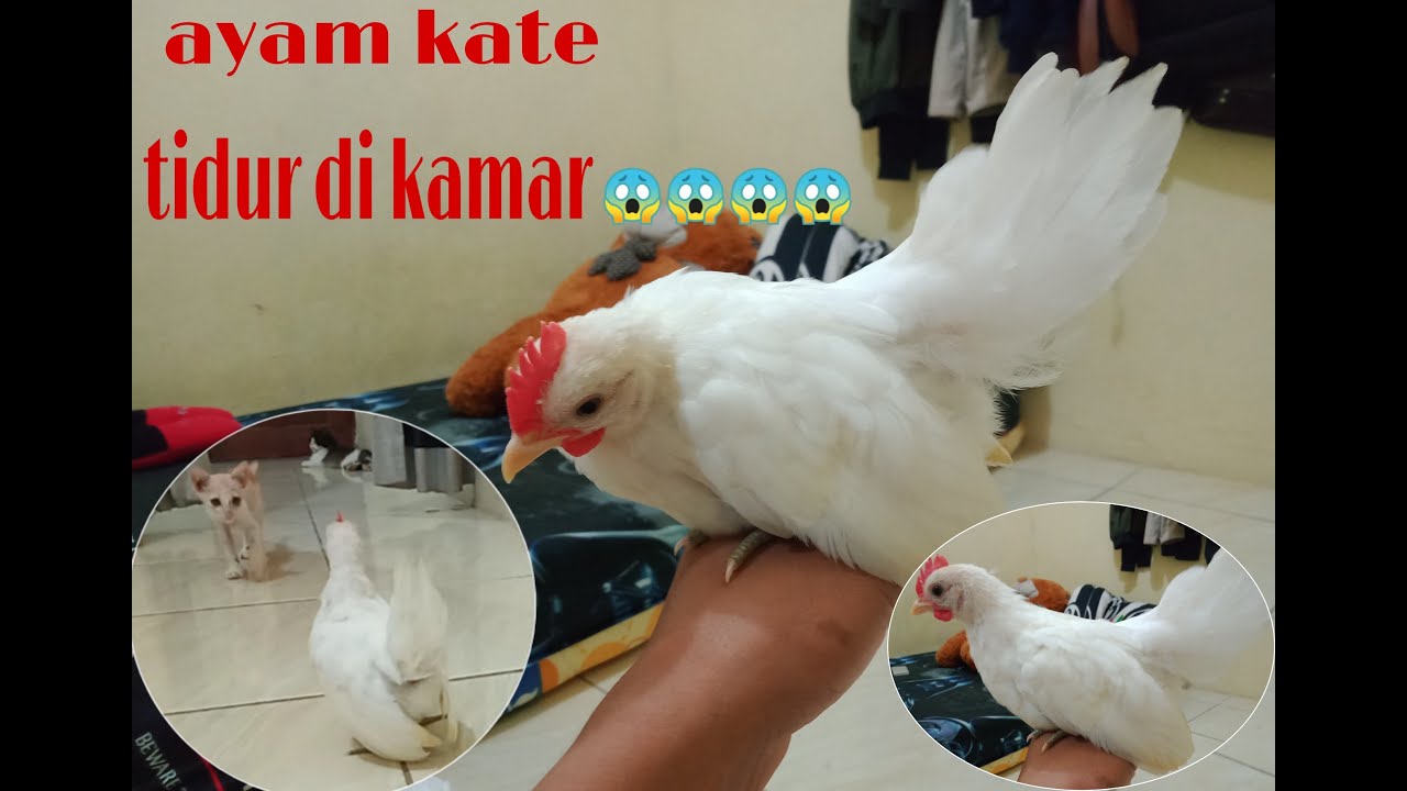 Ayam kate putih||ayam tidur di kamar||ayam kate takut sama kucing 