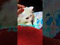 #cat #kitten #pets #cattok #funny #ytpets #ytcat #catlover #cute #yourcat#ytshortsfeed #viralshorts