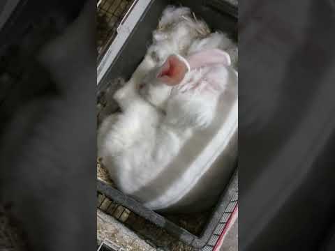 Видео: Как рожают кролики. Опрол у кроликов. #роды #кролик #mother #rabbit #Childbirth